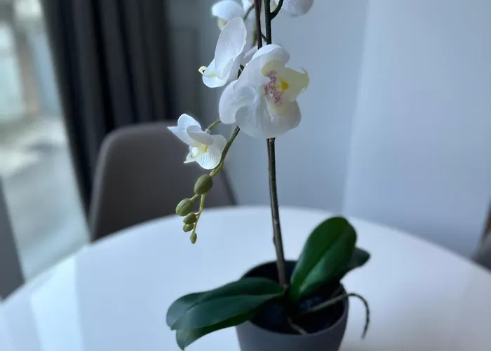 Апартаменты N&g New Stoja *